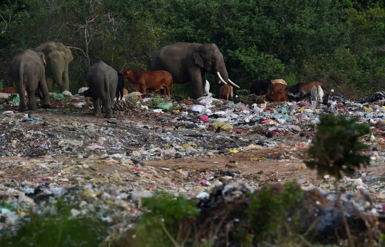 Potret miris gajah di Sri Lanka berhabitat di tempat pembuangan sampah