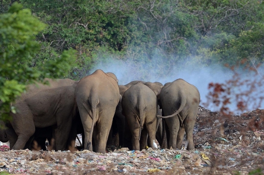 Potret miris gajah di Sri Lanka berhabitat di tempat pembuangan sampah