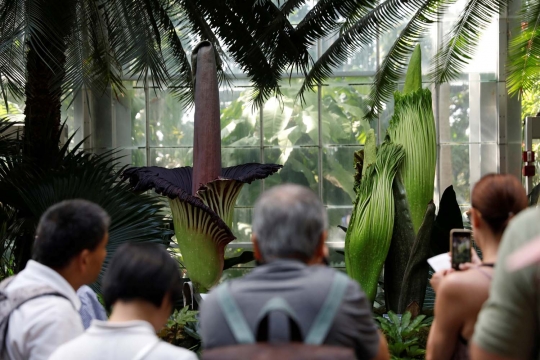 Heboh, tiga bunga bangkai asal Sumatera mekar di AS