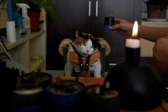 Reaksi kucing dan anjing ketika diterapi akupunktur