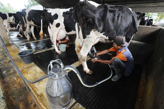 Dewan Persusuan Nasional menyatakan kondisi usaha peternakan sapi perah kritis