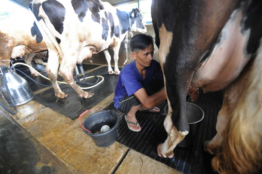 Dewan Persusuan Nasional menyatakan kondisi usaha peternakan sapi perah kritis
