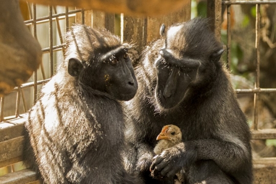 Kisah kasih sayang kera hitam adopsi anak ayam di kebun binatang Israel