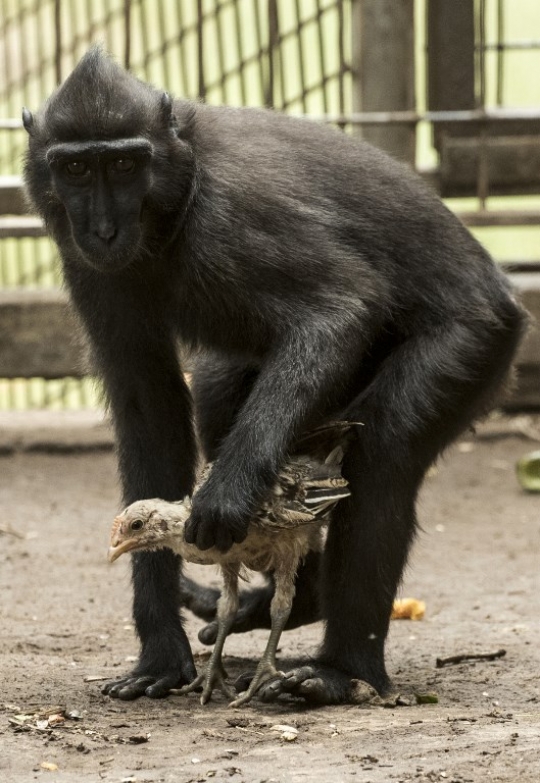 Kisah kasih sayang kera hitam adopsi anak ayam di kebun binatang Israel