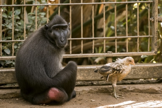 Kisah kasih sayang kera hitam adopsi anak ayam di kebun binatang Israel