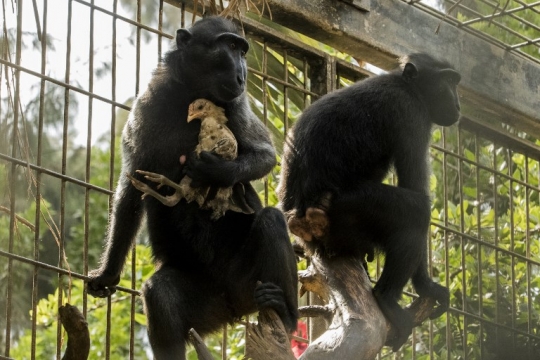 Kisah kasih sayang kera hitam adopsi anak ayam di kebun binatang Israel