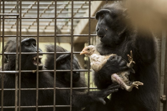 Kisah kasih sayang kera hitam adopsi anak ayam di kebun binatang Israel