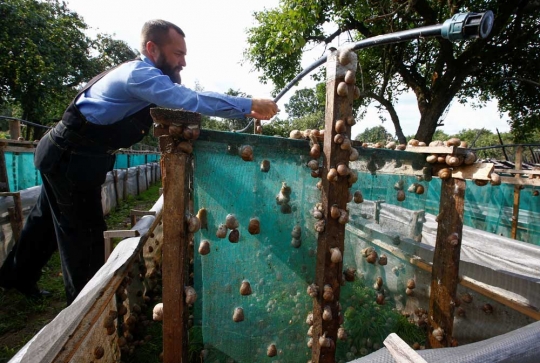 Mengunjungi peternakan siput di Belarusia