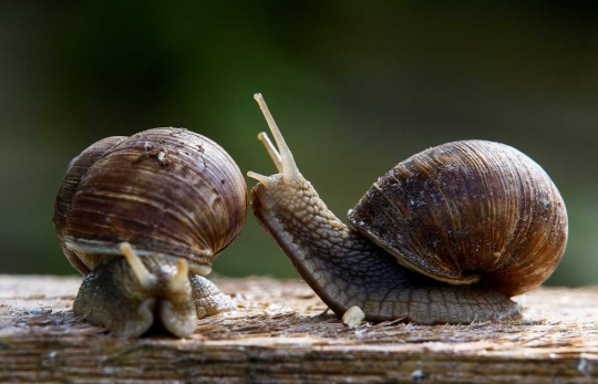 Mengunjungi peternakan siput di Belarusia