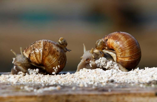 Mengunjungi peternakan siput di Belarusia