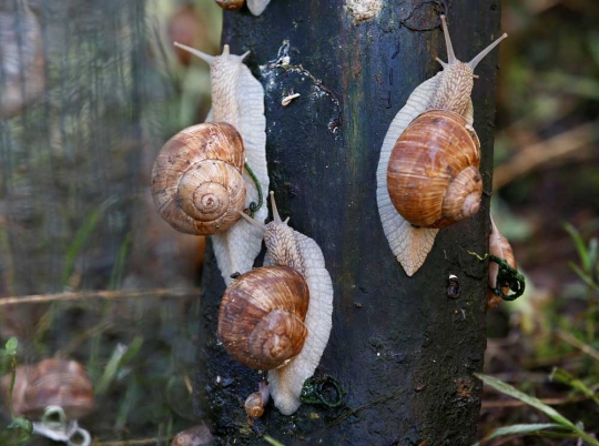 Mengunjungi peternakan siput di Belarusia