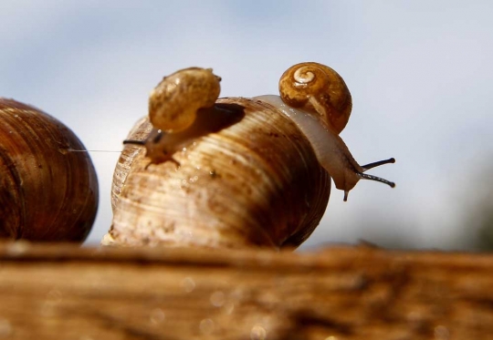 Mengunjungi peternakan siput di Belarusia