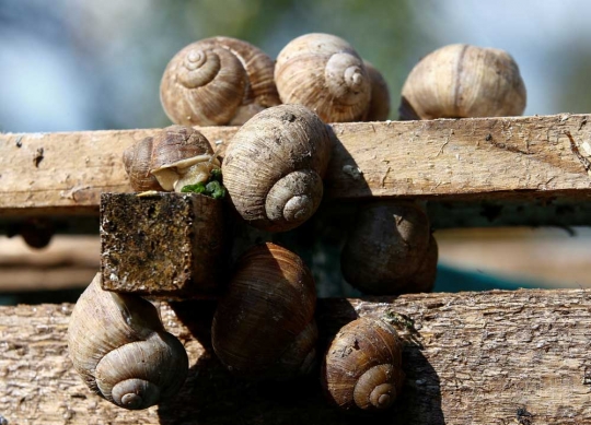 Mengunjungi peternakan siput di Belarusia