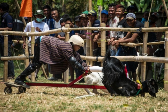 Keseruan karapan kambing di Jombang