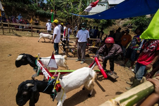 Keseruan karapan kambing di Jombang