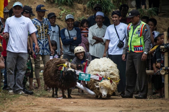Keseruan karapan kambing di Jombang