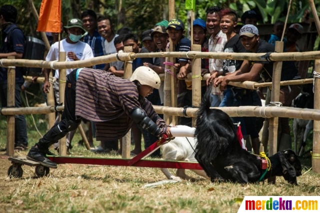 Foto : Keseruan karapan kambing di Jombang merdeka.com