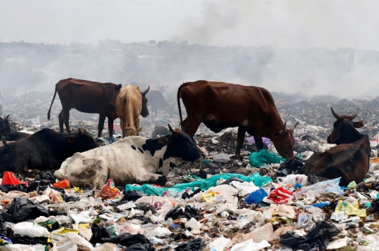 Nasib miris sapi ternak di Kenya hidup dengan makan sampah plastik