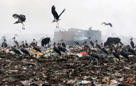 Nasib miris sapi ternak di Kenya hidup dengan makan sampah plastik