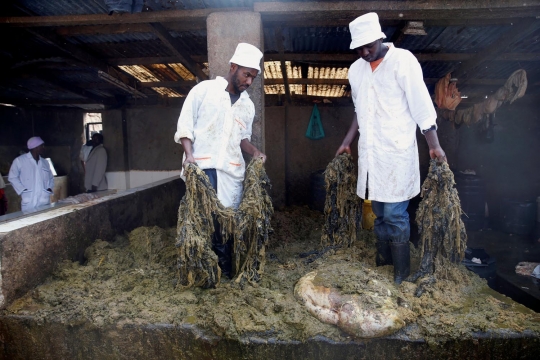 Nasib miris sapi ternak di Kenya hidup dengan makan sampah plastik