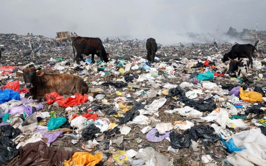 Nasib miris sapi ternak di Kenya hidup dengan makan sampah plastik