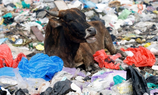 Nasib miris sapi ternak di Kenya hidup dengan makan sampah plastik