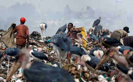 Nasib miris sapi ternak di Kenya hidup dengan makan sampah plastik
