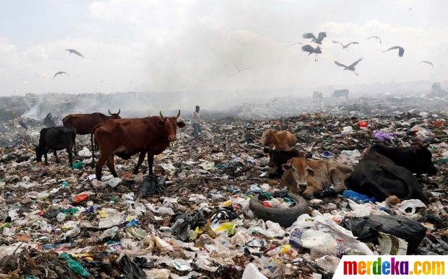 Foto : Nasib miris sapi ternak di Kenya hidup dengan makan sampah