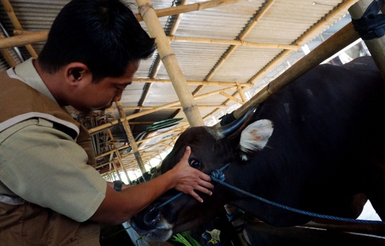 Pemprov Banten periksa kesehatan hewan kurban jelang Idul Adha