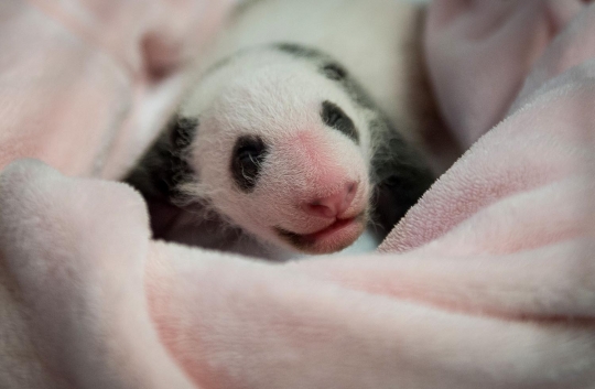 Lucunya bayi panda pertama yang lahir di Prancis