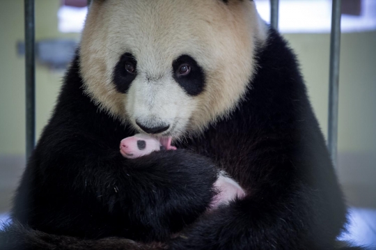 Lucunya bayi panda pertama yang lahir di Prancis