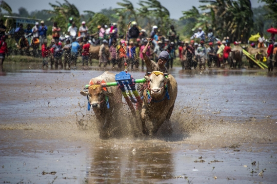 Keseruan balap kerbau ala warga Probolinggo