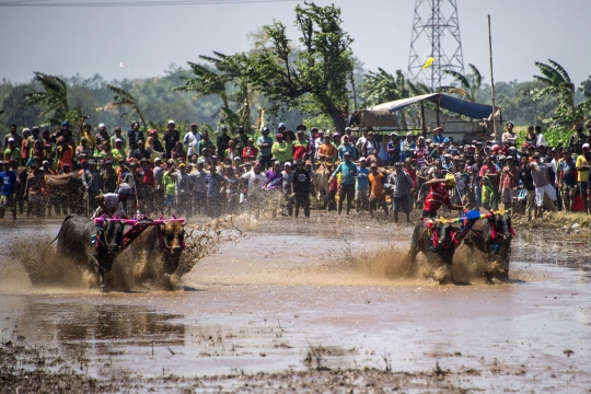 Keseruan balap kerbau ala warga Probolinggo