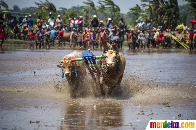 Foto : Keseruan balap kerbau ala warga Probolinggo 