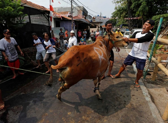 Suasana pemotongan hewan kurban di Matraman