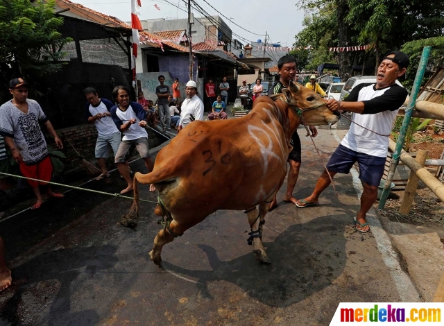 Foto Suasana Pemotongan Hewan Kurban Di Matraman Merdeka Com