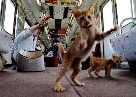 Unik, KRL lokal di Jepang ini difasilitasi kafe kucing