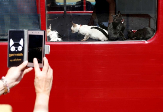 Unik, KRL lokal di Jepang ini difasilitasi kafe kucing