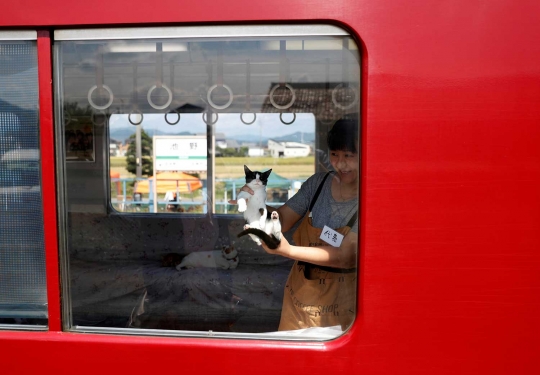 Unik, KRL lokal di Jepang ini difasilitasi kafe kucing