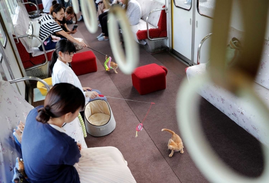 Unik, KRL lokal di Jepang ini difasilitasi kafe kucing