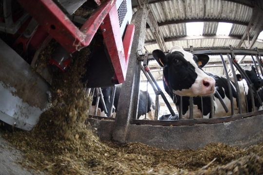 Canggihnya peternakan ini pakai teknologi robot untuk merawat sapi