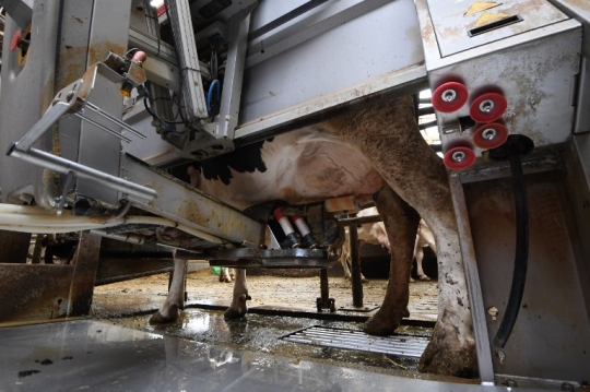 Canggihnya peternakan ini pakai teknologi robot untuk merawat sapi