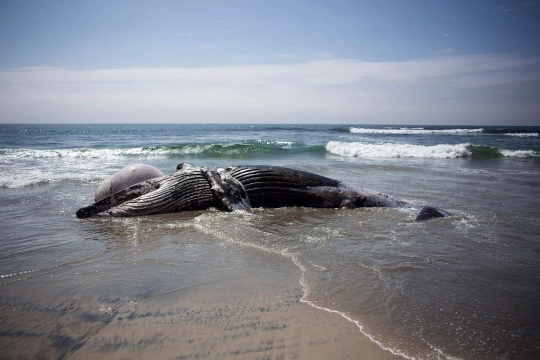 Bangkai paus raksasa dengan kondisi mengenaskan gegerkan warga Meksiko