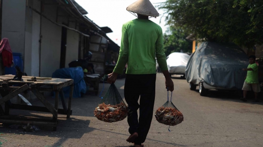 Potret nelayan rajungan di Muara Angke