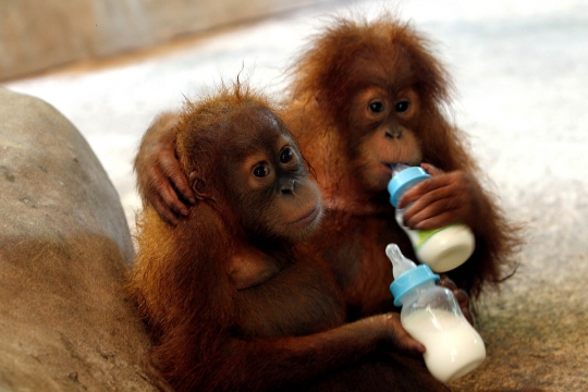 Tingkah lucu bayi orangutan Sumatera yang diselundupkan ke Thailand