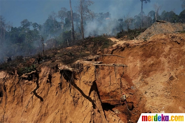 Foto Menengok surga emas bagi penambang ilegal di hutan 