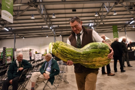 Luar biasa ukuran sayur-sayuran raksasa di kompetisi ini