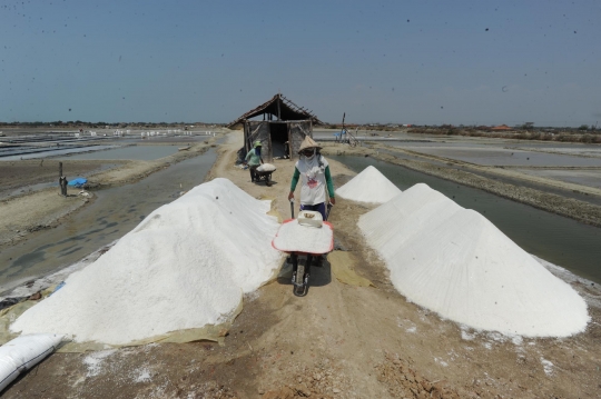 Petani garam keluhkan harga garam anjlok drastis