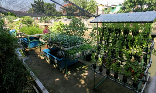 Mengintip konsep berkebun di tengah kota ala warga Cikini