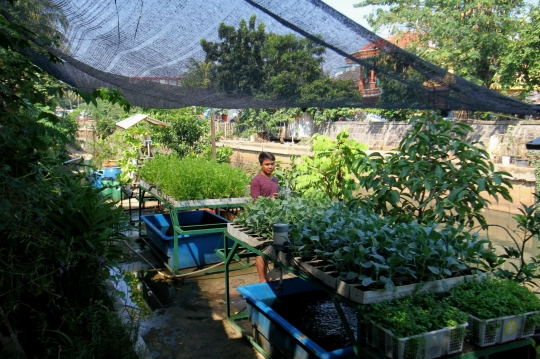 Mengintip konsep berkebun di tengah kota ala warga Cikini